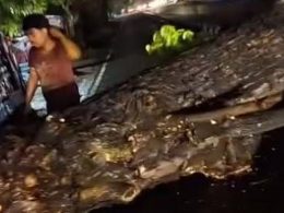 Bantul Dilanda Angin Kencang: Pohon Munggur Ring Road Tumbang, Lalu Lintas Sempat Terganggu