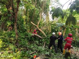 Hujan Angin di Sleman: Pohon Tumbang, Jalan Tertutup & Jaringan Listrik Terdampak