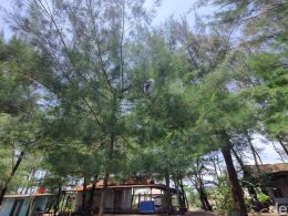 Hujan Api di Pantai Gua Cemara Bantul: Festival Lampion Berakhir Tak Biasa?