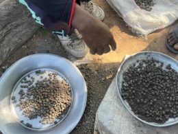 Seedballs: Enhancing Resilience in Northern Cameroon