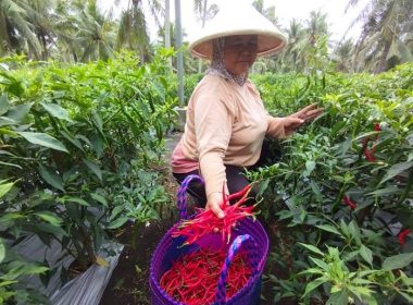 Cabai Kulon Progo: Produksi Aman Meski Harga Melonjak Tinggi