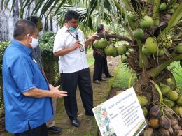 Sleman Kembangkan Kelapa Genjah Pandan Wangi: Harapan Baru Ekonomi Rakyat?