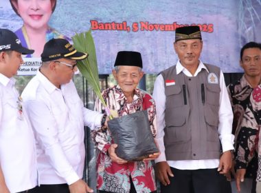 Bantul Panen Kelapa Genjah Pandan Manis: Peluang Emas Wisata Agro?