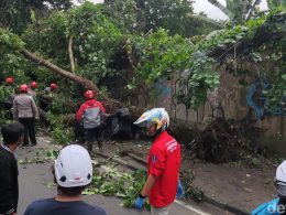 Tragis! Pohon Tumbang di Ring Road Monjali Sleman, 2 Orang Jadi Korban