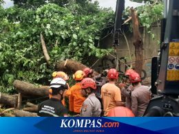 Tragis! Pohon Tumbang di Sleman Timpa Becak, Suami Istri Meninggal Dunia