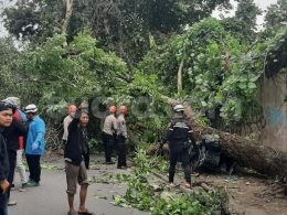 Tragis! Suami Istri Pemulung Tewas Tertimpa Pohon Tumbang di Monjali Sleman