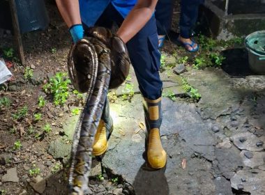 Ular Sanca 2,5 Meter Muncul di Kandang Ayam Bantul Tengah Malam: Ada Apa?