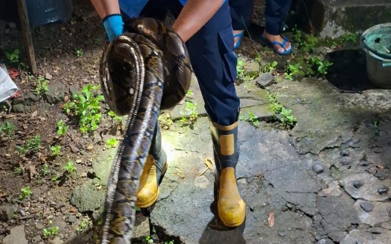 Ular Sanca 2,5 Meter Muncul di Kandang Ayam Bantul Tengah Malam: Ada Apa?